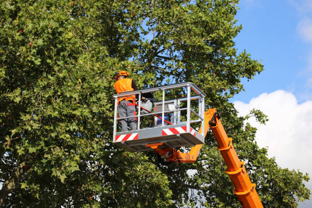 Best Hazardous Tree Removal  in Gibbon, NE