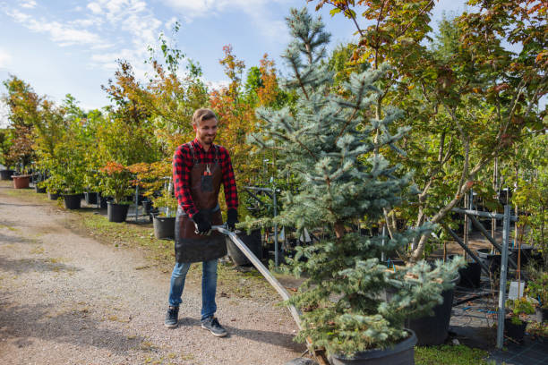 Best Firewood Processing and Delivery  in Gibbon, NE